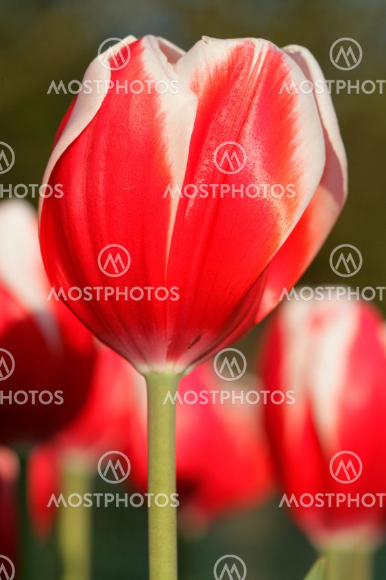 Tulip