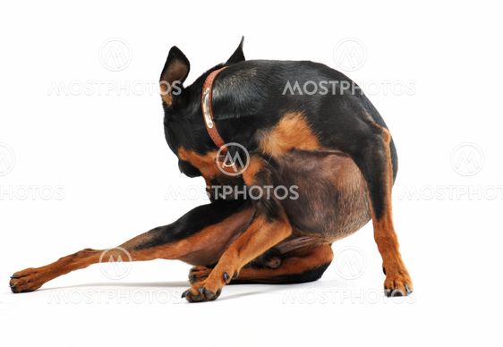 miniature pinscher scratching