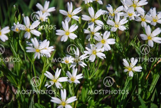 Blossom Stella starwort