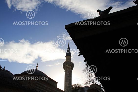 Pigeons in Istanbul