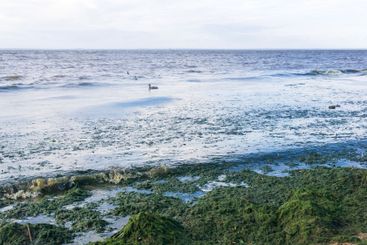 algae proliferating on the seashore during a water bloom