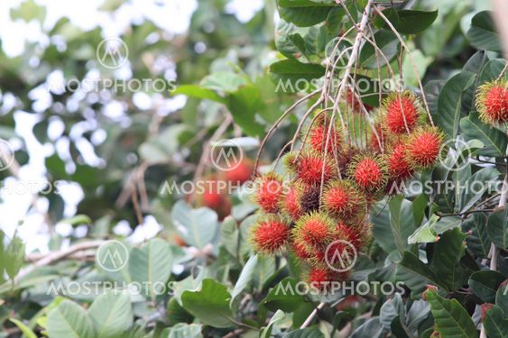 Rambutan Tree Size BANGLADESH: Rambutan Gaining Popularity In