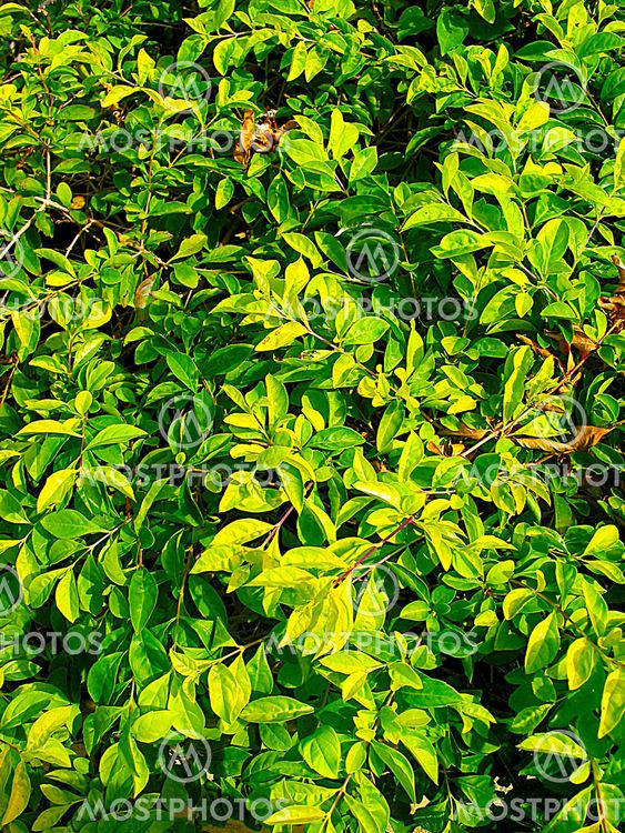 leaves background