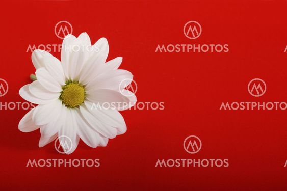 White flower