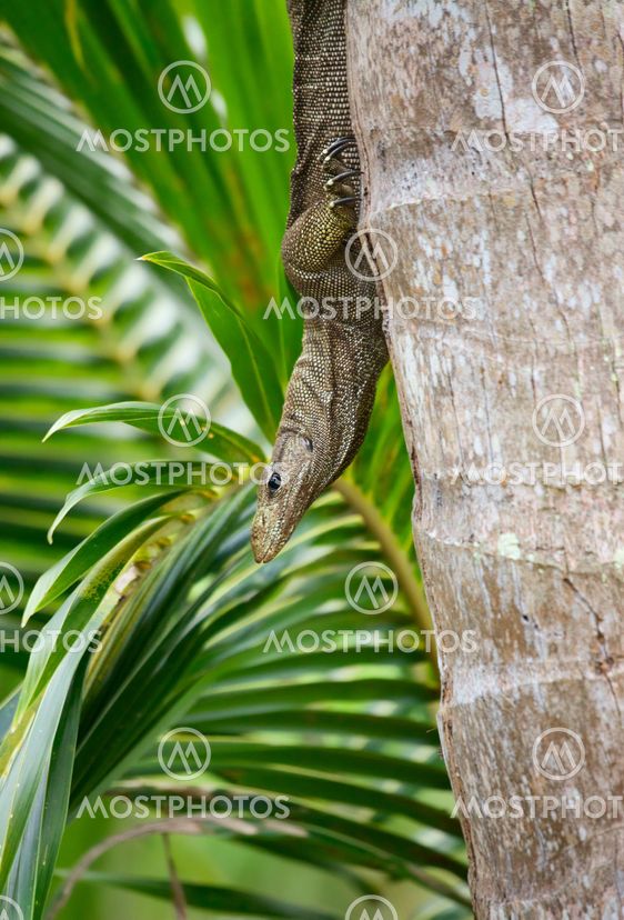 banded monitor lizard