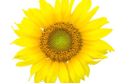 Single isolated sunflower blossom