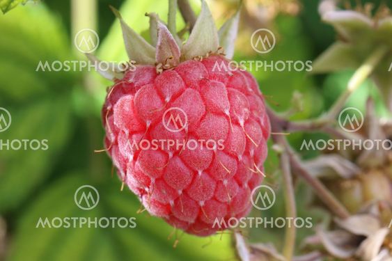 Raspberry