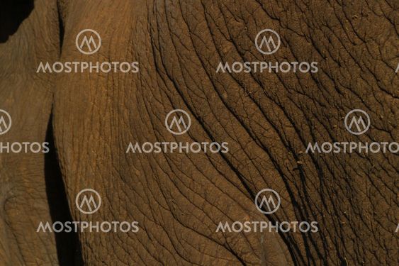 elephant skin detail
