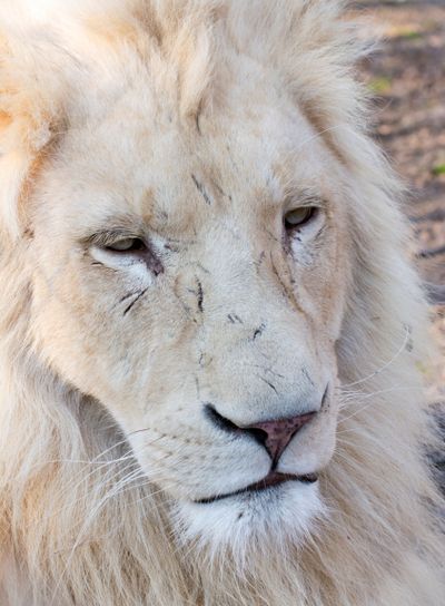 White lion (Panthera leo krugeri)