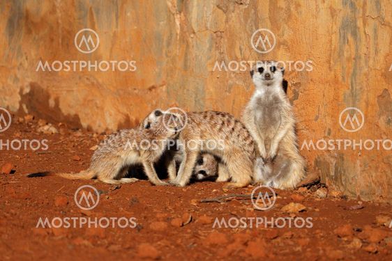 Meerkat family basking in the sun