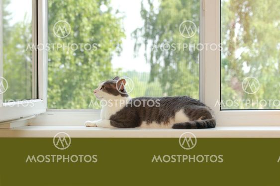 The cat on the windowsill in the open window