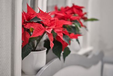 Color, decoration and leaves in vase, home and growth of...