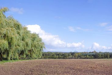 Trees, sky and pathway of countryside, landscape and...