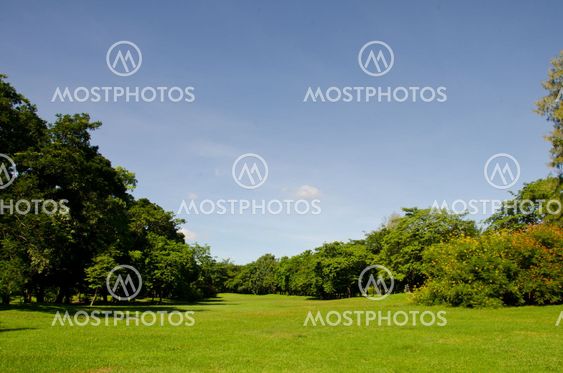 Green grass on a golf field