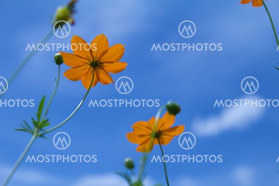 Yellow flower
