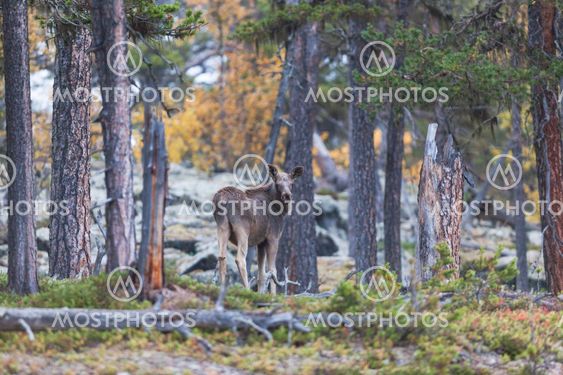 Moose calf in autumn landscape