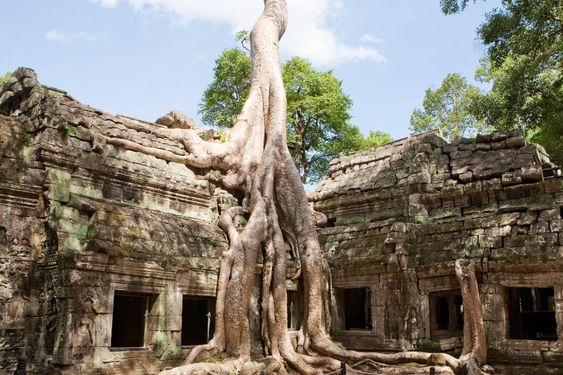 Ta Prohm in Angkor