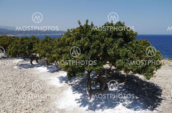 mastic grove on chios
