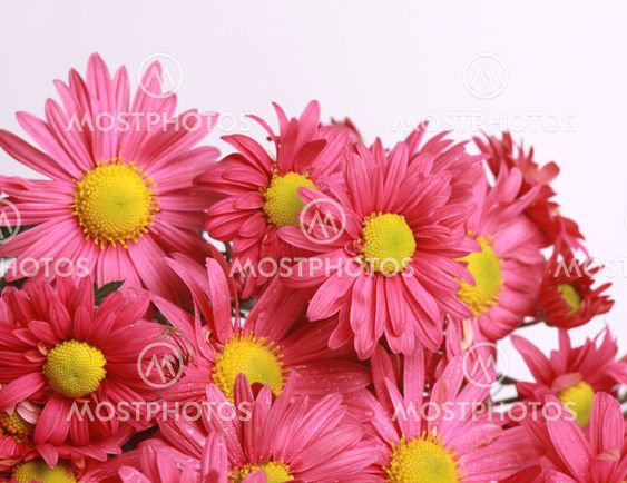 Flowers border