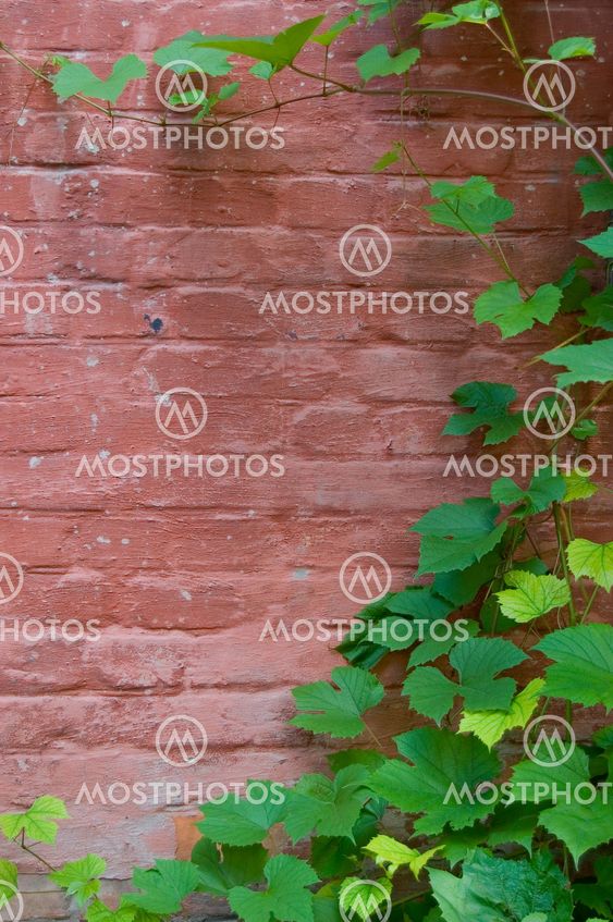 vitis leafs on bricky wall