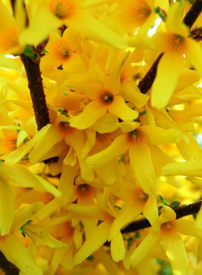 Spring blossoming twig of yellow Forsythia bush