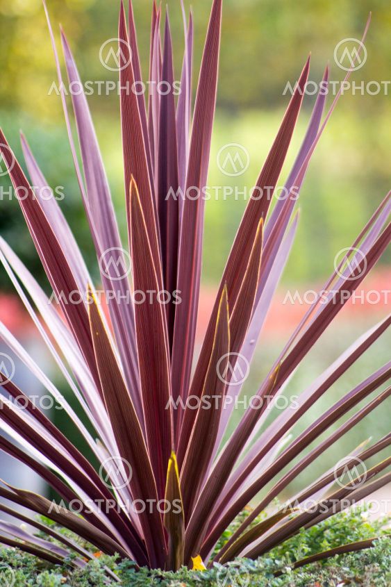 Planta
