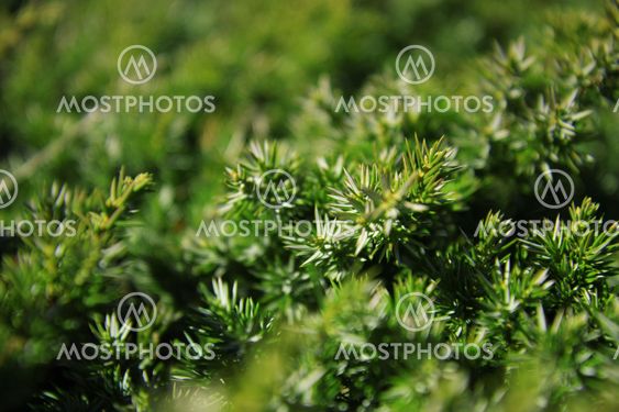 Green background of juniper