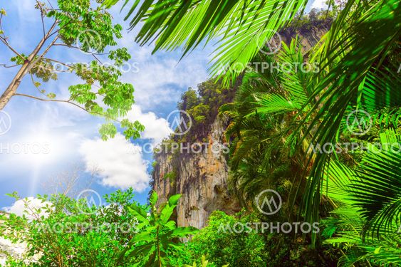 palm leaves and rock