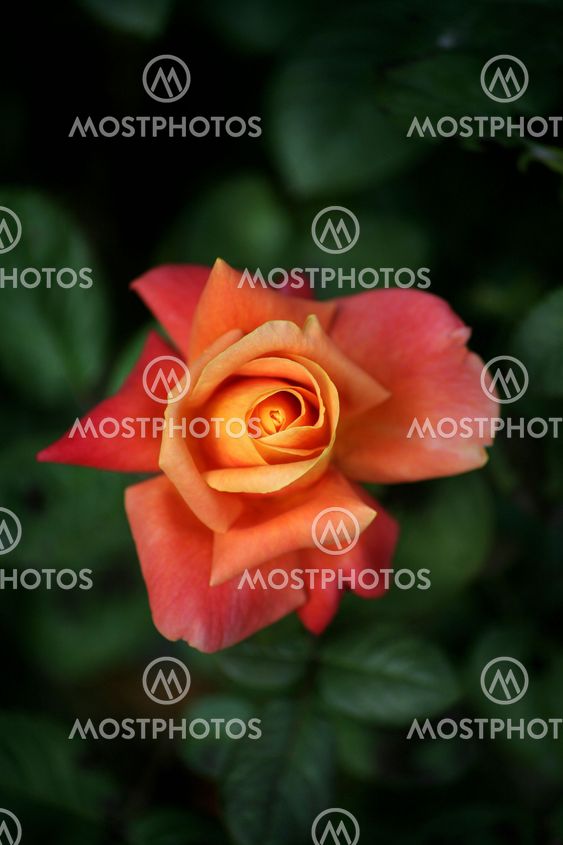 Kevään Rose