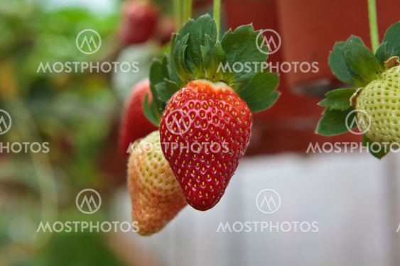 Close up Strawberries in a strawberry farm Cameron Highlands Malaysia