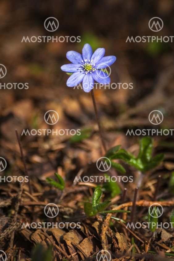 Blue spring flower or Hepatica nobelis at forest floor