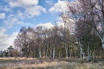 Birch trees, forest and blue sky with clouds for nature,...