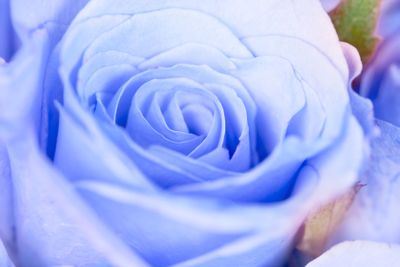 close up the sweet  light blue rose flower , cool and...