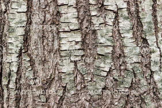 Texture or background of tree bark