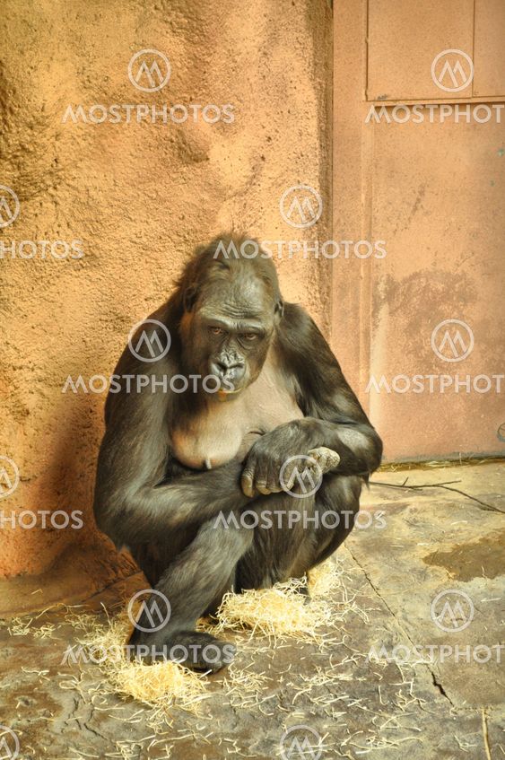 Gorillas in the zoo