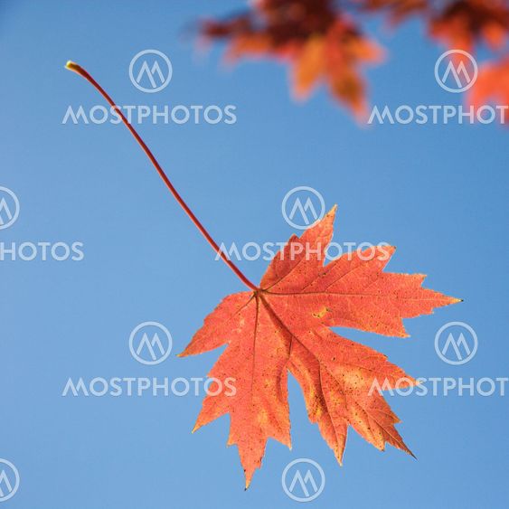 Red maple leaf.