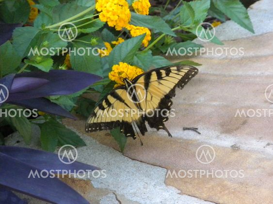 flight of a butterfly