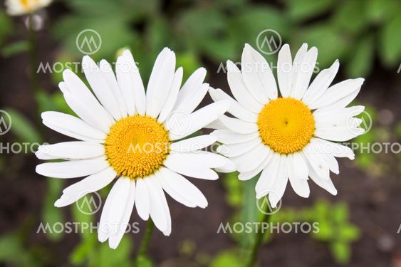 chamomile flower