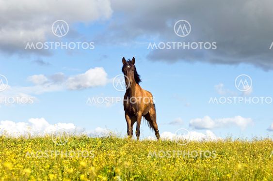 Chestnut horse