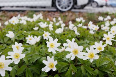 Vitsippa (Anemone nemorosa)