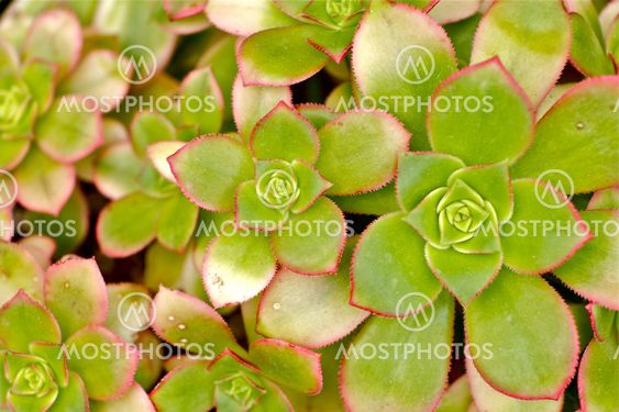 Green Cactuses