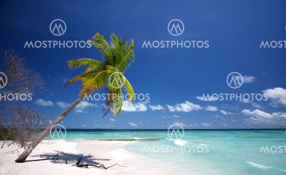 Coco Palm