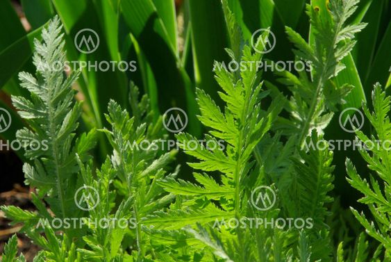 Schafgarbeblatt - leaf from Yarrow 02