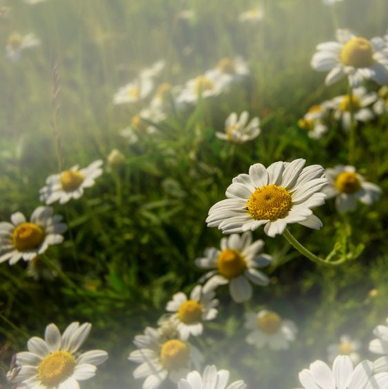 camomile