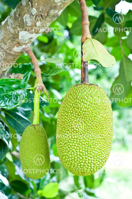Green jackfruit