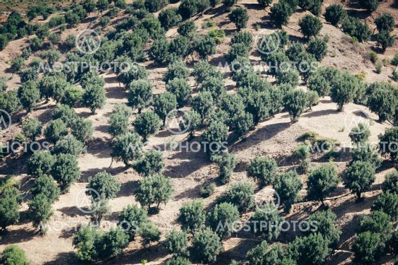 Olive garden on a hill of Aspromonte in Calabria