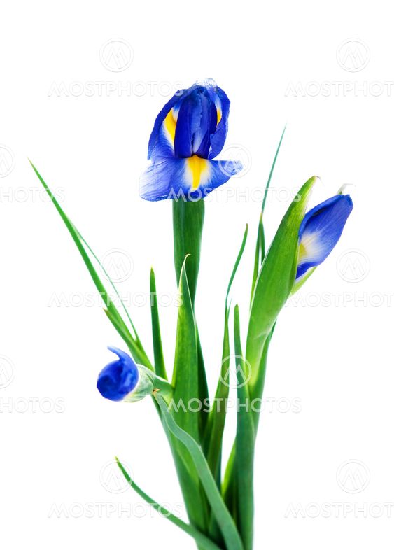 Three spring irises