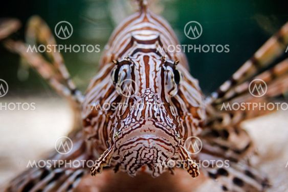 Red lionfish