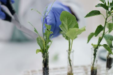 Closeup, science and employee with plants, research and...