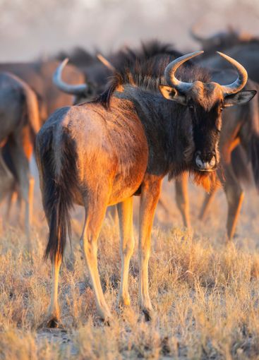 Close-up of a wildebeest.